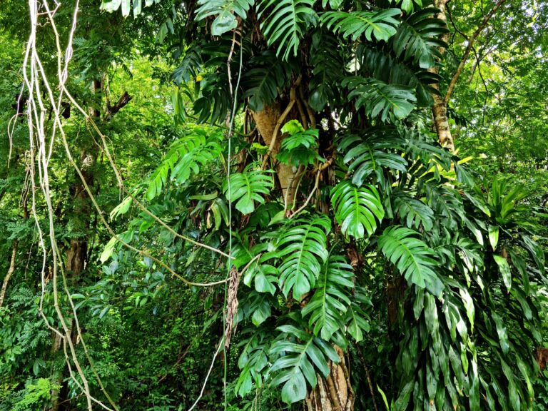 lush green monstera deliciosa leaves thriving in the jungle