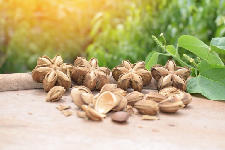 Sacha Inchi Seeds