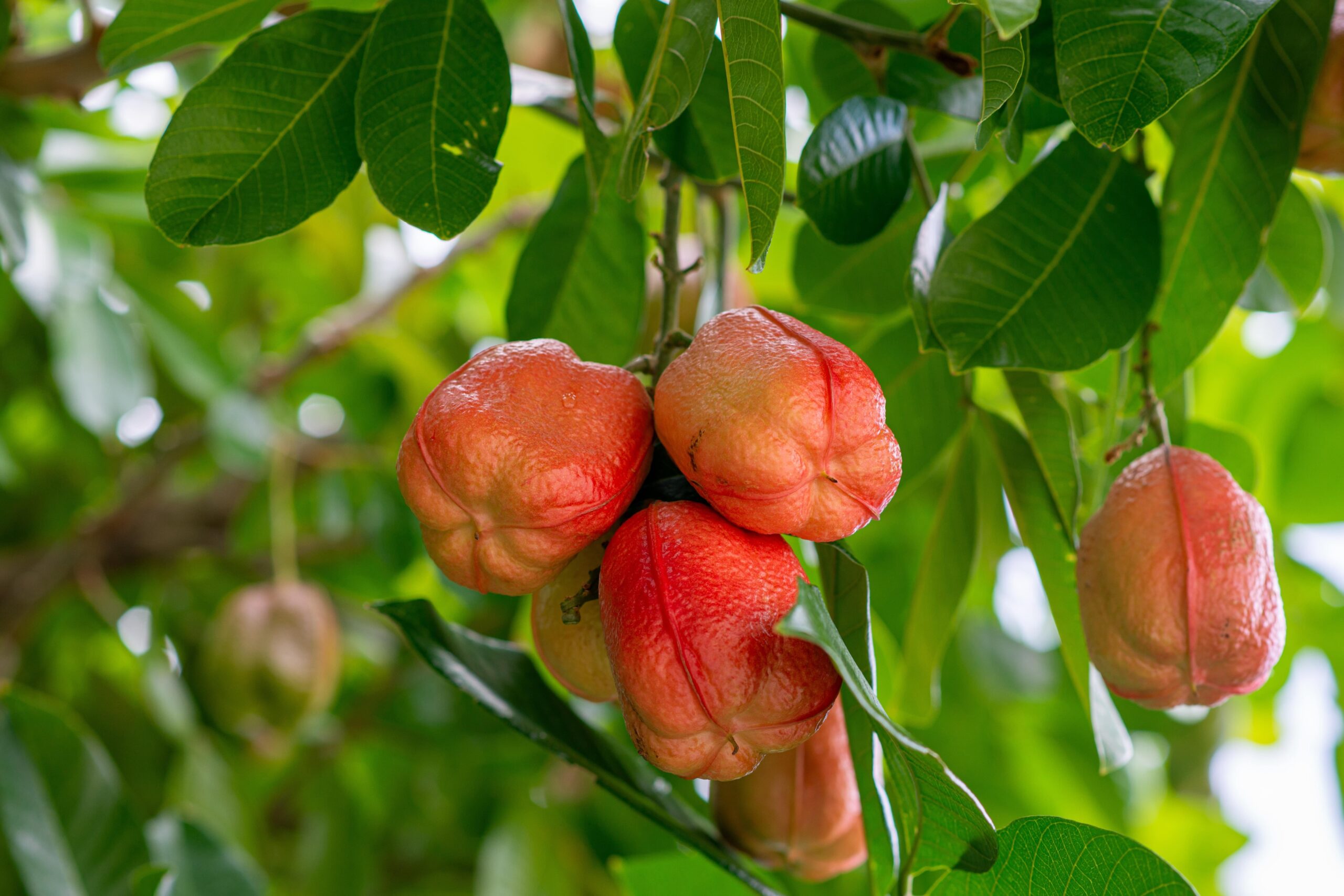 a cluster of ripe ackee fruit hanging from a tree