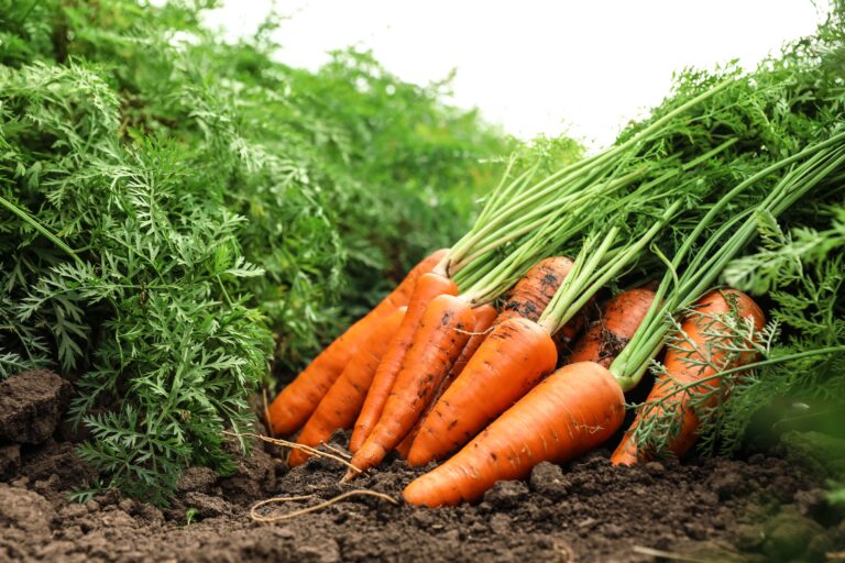 pile of fresh carrot in a field