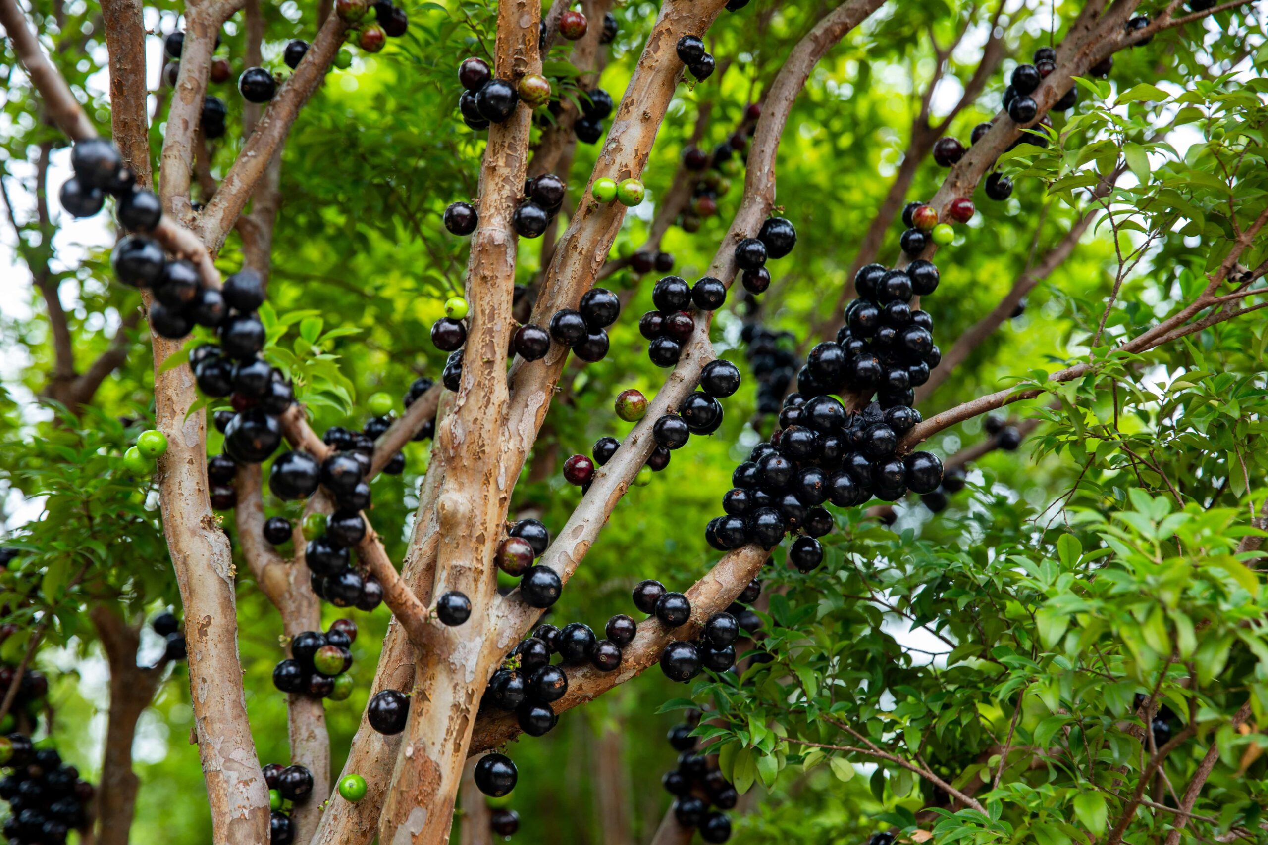 Everything About Jabuticaba: A Sweet, Tropical Delight Everything About Jabuticaba: A Sweet, Tropical Delight