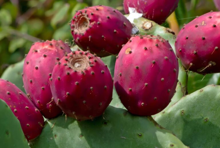a close-up view of vibrant prickly pear