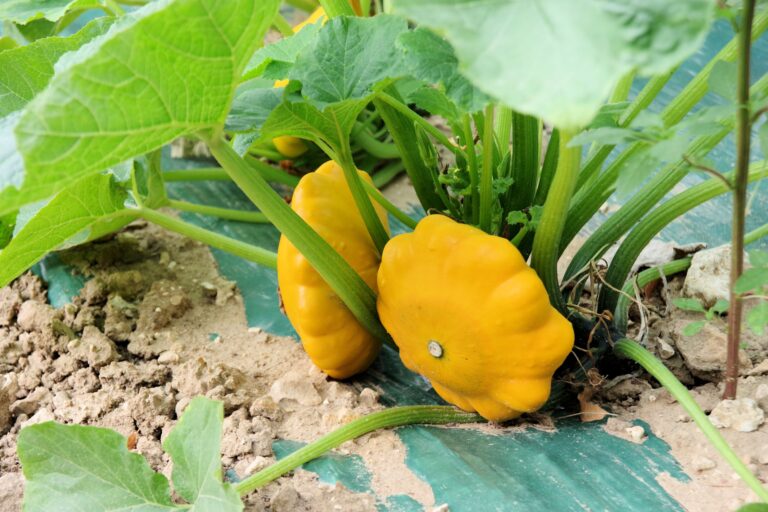 a yellow squash growing on a plant