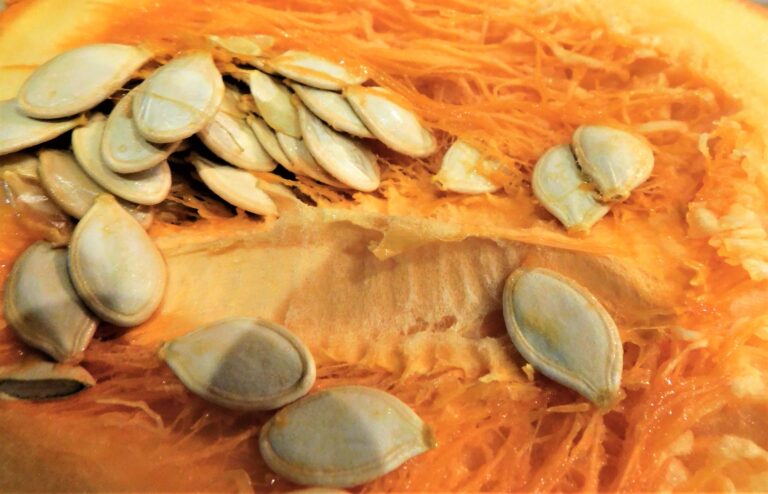 pumpkin seeds