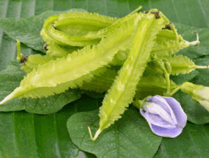 a cluster of winged beans topped with a delicate flower, showcasing their vibrant green color and unique shape