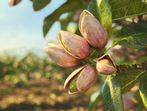 a healthy tree laden with ripe fruit, featuring several pistachios nestled among the leaves